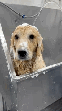 Baña a tu mascota